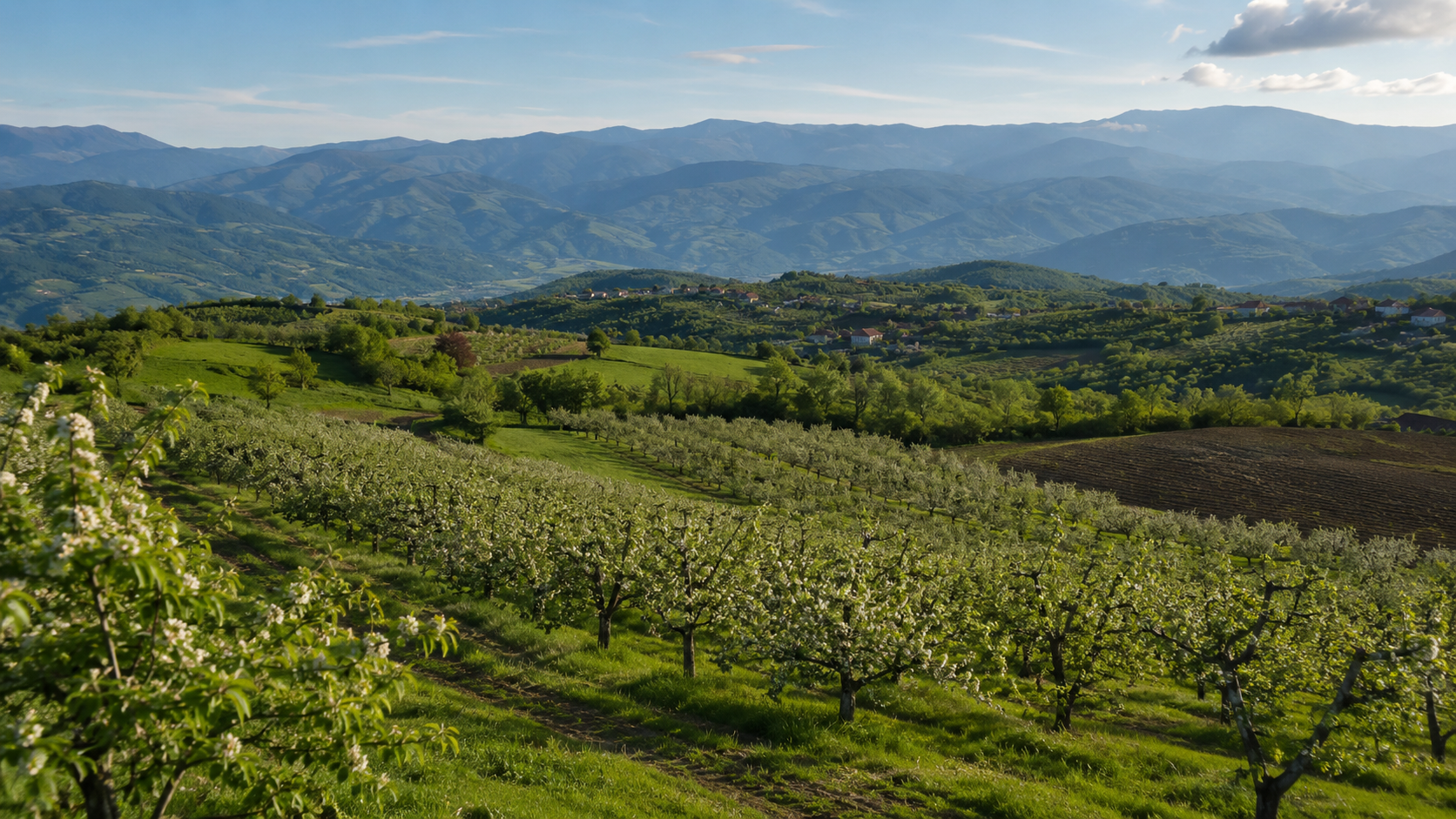 Serbian orchard — apples, quinces, plums