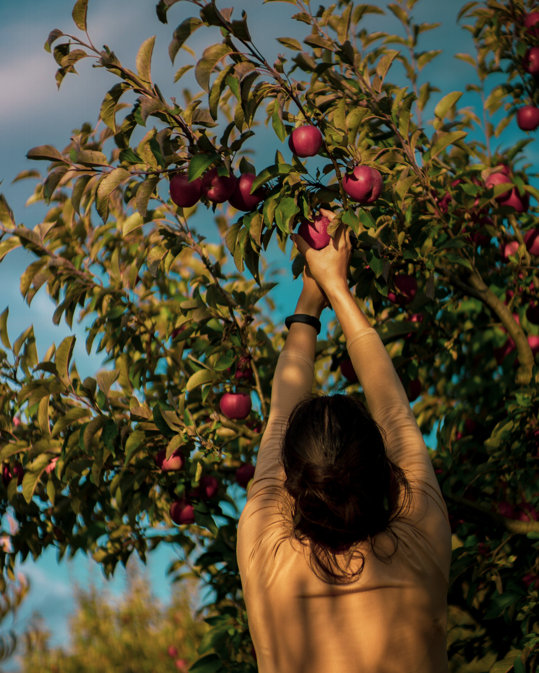 The Fruit Harvest 1